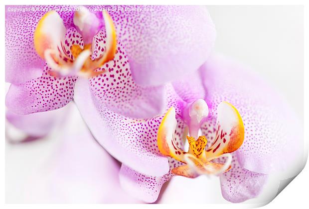 Pink blotchy Orchid flowers Print by Arletta Cwalina