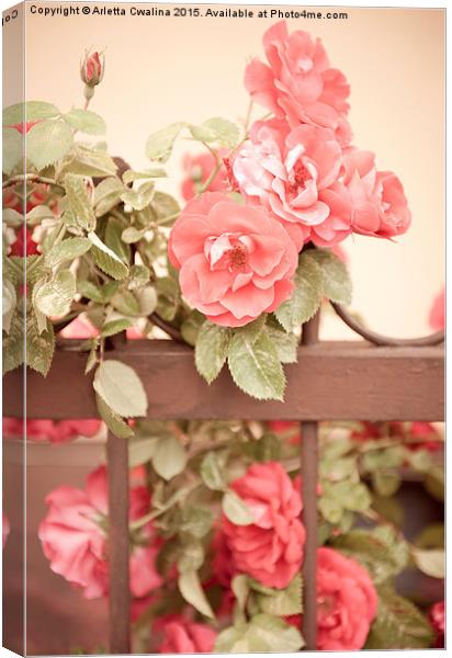 Sepia roses flowers on fence Canvas Print by Arletta Cwalina