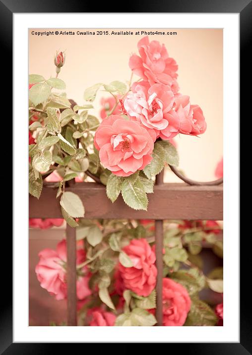 Sepia roses flowers on fence Framed Mounted Print by Arletta Cwalina