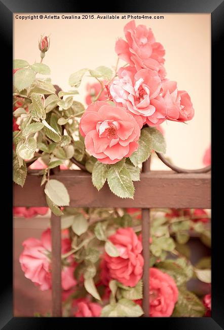 Sepia roses flowers on fence Framed Print by Arletta Cwalina