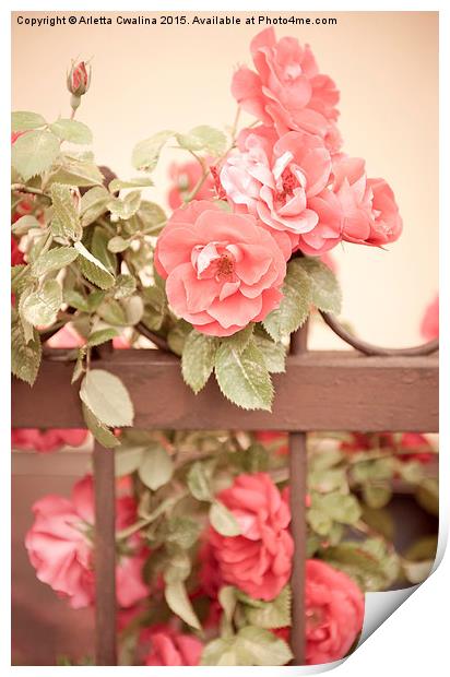 Sepia roses flowers on fence Print by Arletta Cwalina