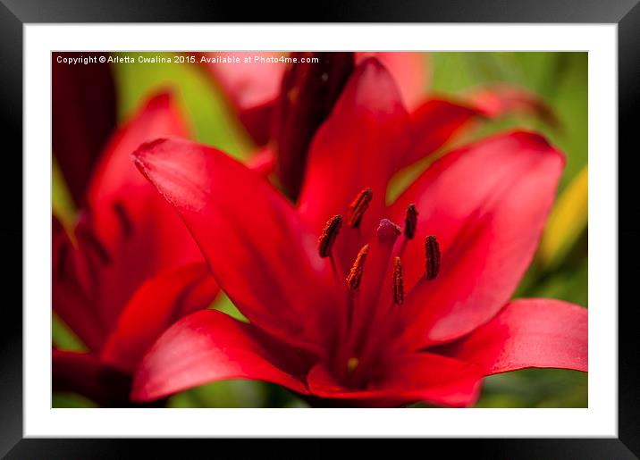 Red Lily stamens macro Framed Mounted Print by Arletta Cwalina