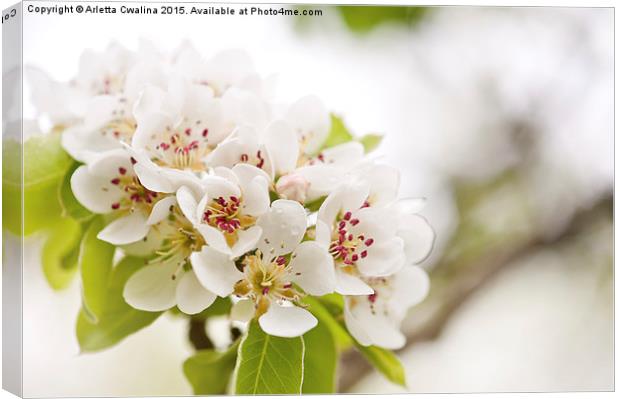 White Pyrus blossoms twig Canvas Print by Arletta Cwalina