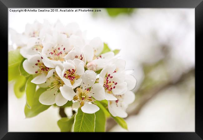 White Pyrus blossoms twig Framed Print by Arletta Cwalina