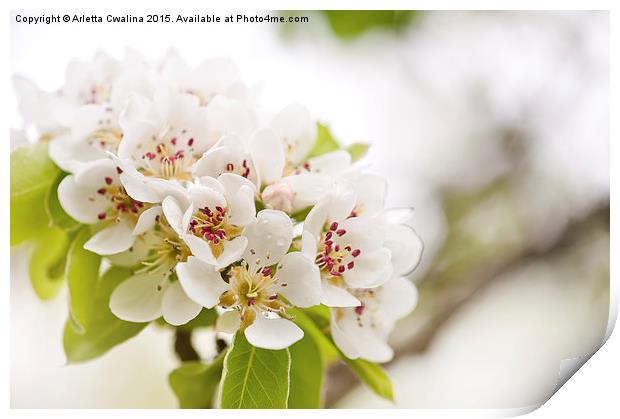 White Pyrus blossoms twig Print by Arletta Cwalina