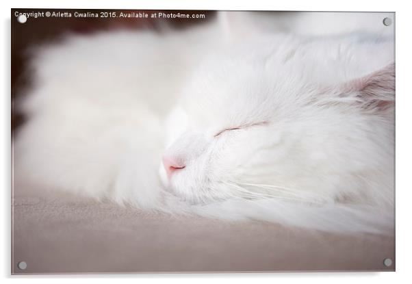 Turkish Angora cat face closeup Acrylic by Arletta Cwalina
