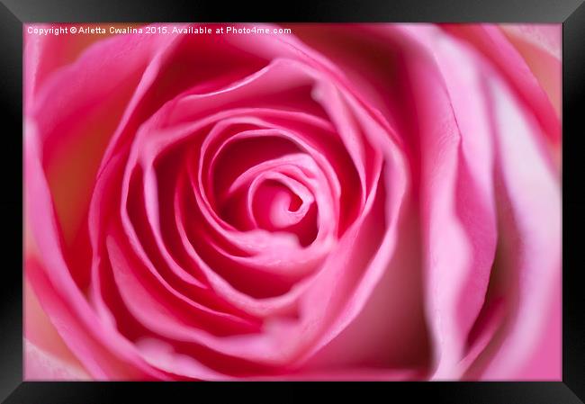 Pink rose flower petals macro Framed Print by Arletta Cwalina