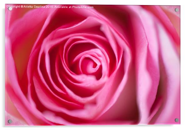Pink rose flower petals macro Acrylic by Arletta Cwalina