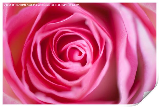 Pink rose flower petals macro Print by Arletta Cwalina