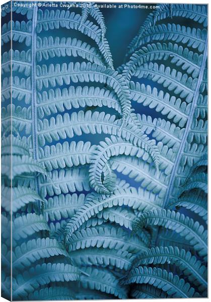 Curled fern blue foliage macro Canvas Print by Arletta Cwalina