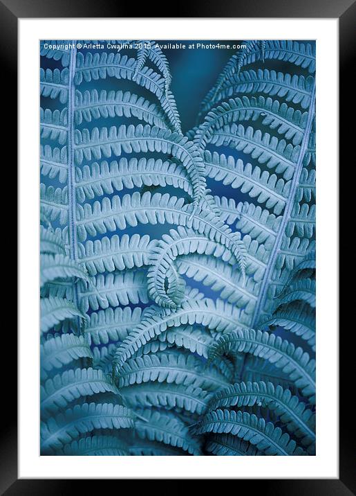 Curled fern blue foliage macro Framed Mounted Print by Arletta Cwalina