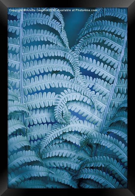 Curled fern blue foliage macro Framed Print by Arletta Cwalina