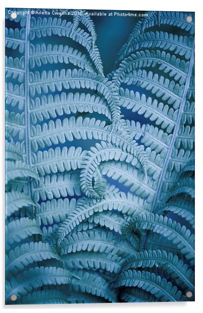 Curled fern blue foliage macro Acrylic by Arletta Cwalina