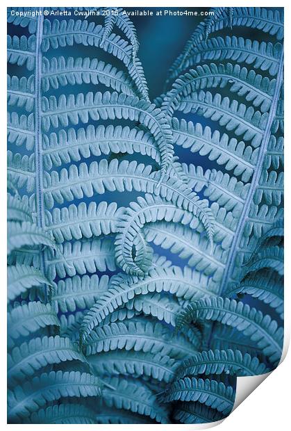 Curled fern blue foliage macro Print by Arletta Cwalina