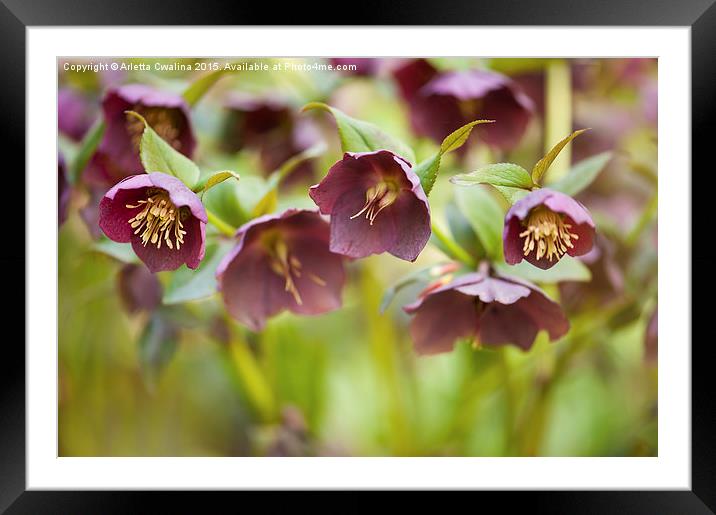 Hellebore claret blossoms macro Framed Mounted Print by Arletta Cwalina