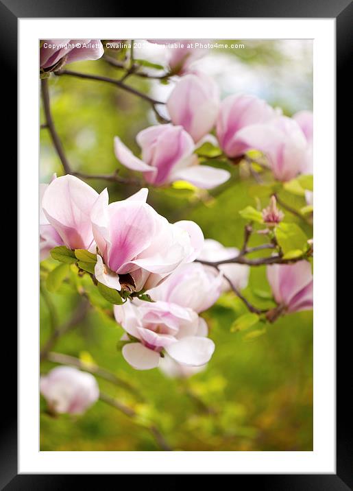 Pink magnolia buds in spring Framed Mounted Print by Arletta Cwalina