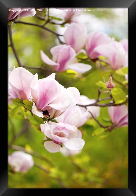 Pink magnolia buds in spring Framed Print by Arletta Cwalina