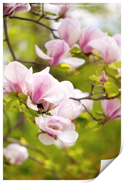 Pink magnolia buds in spring Print by Arletta Cwalina