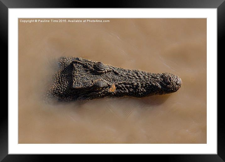 Butterfly on Crocodile's Nose Framed Mounted Print by Pauline Tims