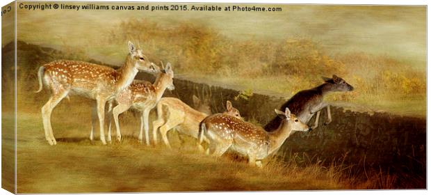  Fallow Deer Running Away Canvas Print by Linsey Williams