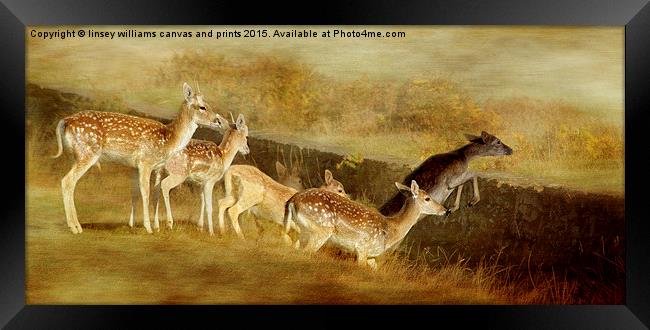 Fallow Deer Running Away Framed Print by Linsey Williams
