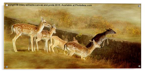  Fallow Deer Running Away Acrylic by Linsey Williams