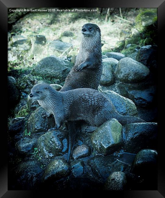  Scottish Otters Framed Print by Gilbert Hurree
