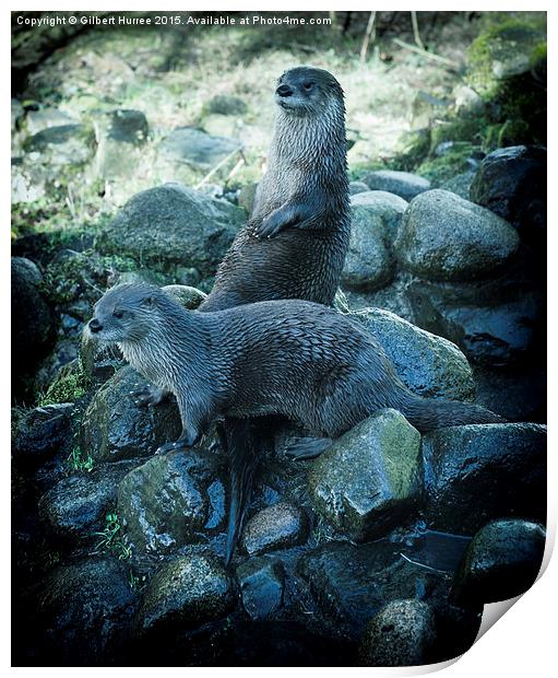  Scottish Otters Print by Gilbert Hurree