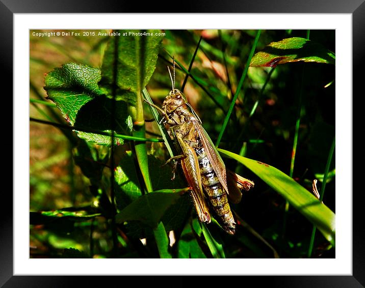  Grasshopper in the field Framed Mounted Print by Derrick Fox Lomax