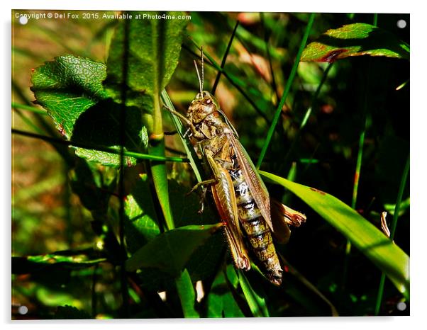  Grasshopper in the field Acrylic by Derrick Fox Lomax