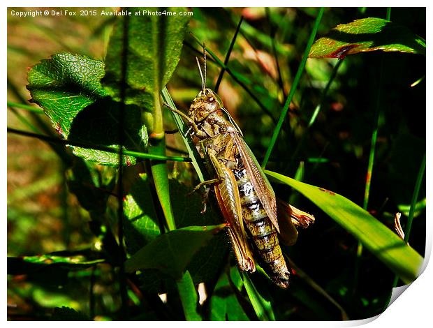  Grasshopper in the field Print by Derrick Fox Lomax