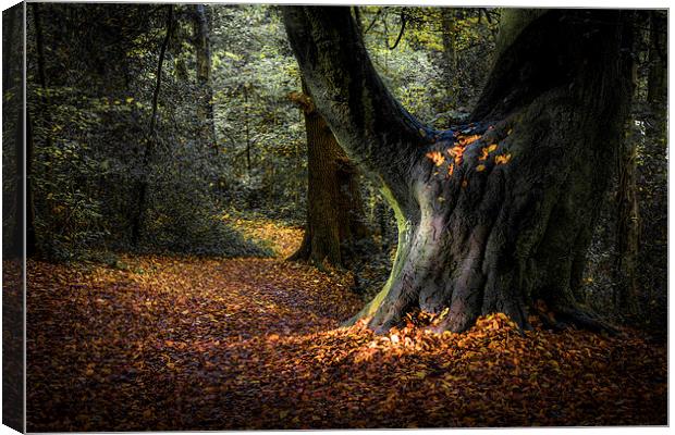  Magical Woodland Light  Canvas Print by Jeremy Fennell