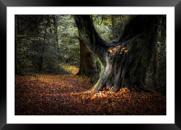  Magical Woodland Light  Framed Mounted Print by Jeremy Fennell