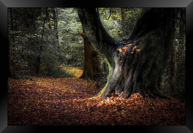  Magical Woodland Light  Framed Print by Jeremy Fennell