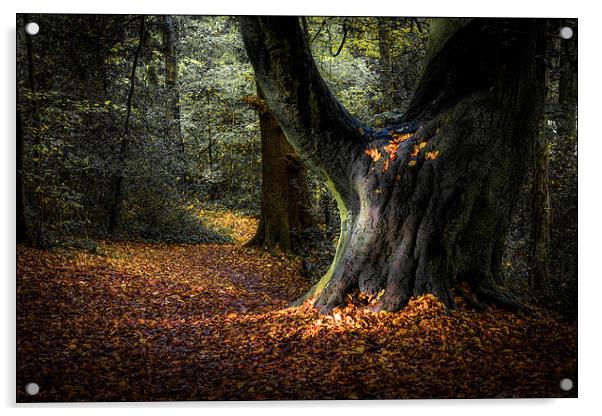  Magical Woodland Light  Acrylic by Jeremy Fennell