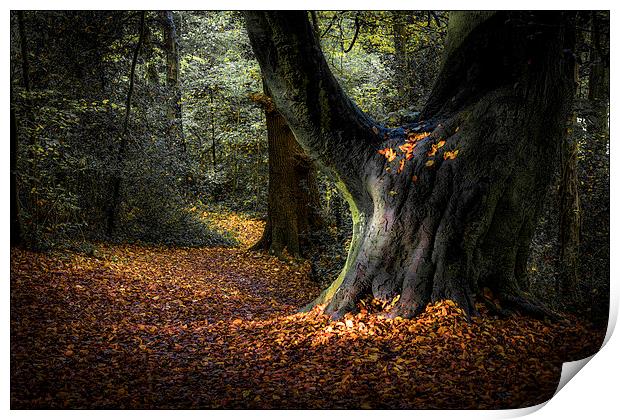  Magical Woodland Light  Print by Jeremy Fennell