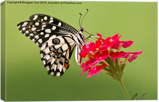 Common  Lime Butterfly Canvas Print by Bhagwat Tavri