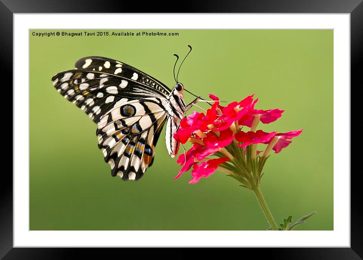 Common  Lime Butterfly Framed Mounted Print by Bhagwat Tavri