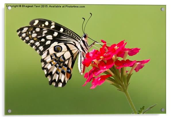 Common  Lime Butterfly Acrylic by Bhagwat Tavri
