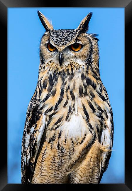  eagle owl Framed Print by Kelvin Rumsby