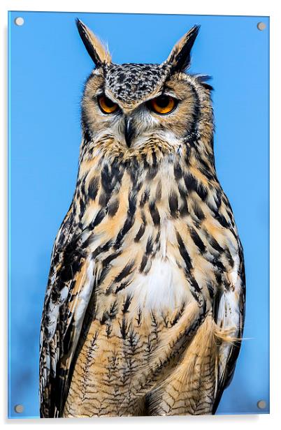  eagle owl Acrylic by Kelvin Rumsby