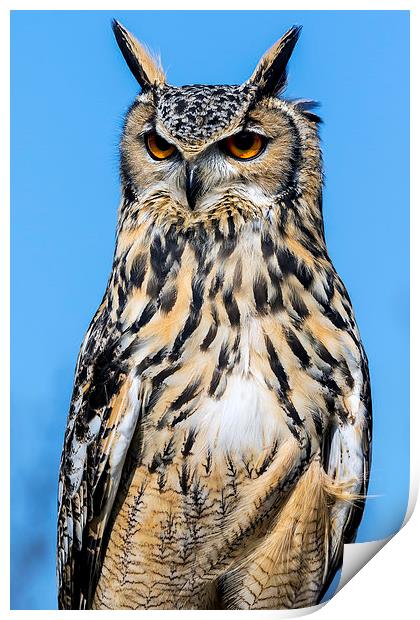  eagle owl Print by Kelvin Rumsby