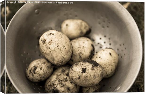 Freshly harvested potatoes Canvas Print by Dave Carroll
