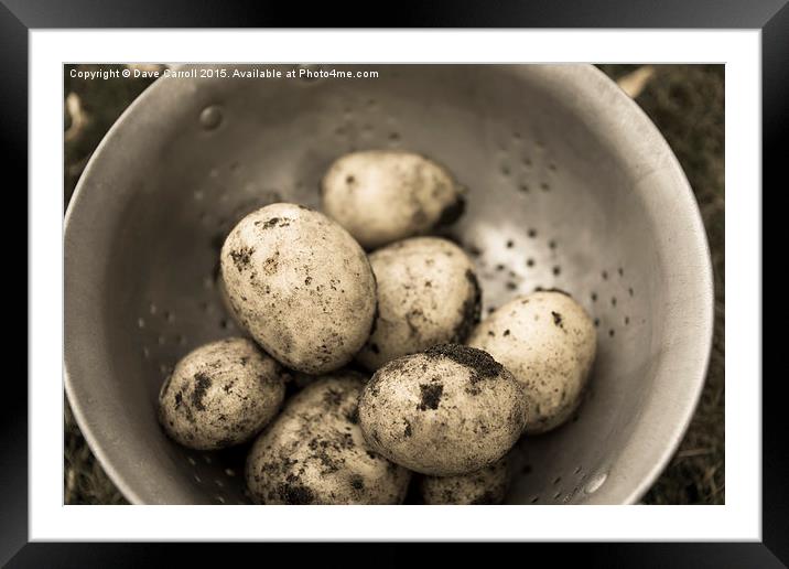 Freshly harvested potatoes Framed Mounted Print by Dave Carroll