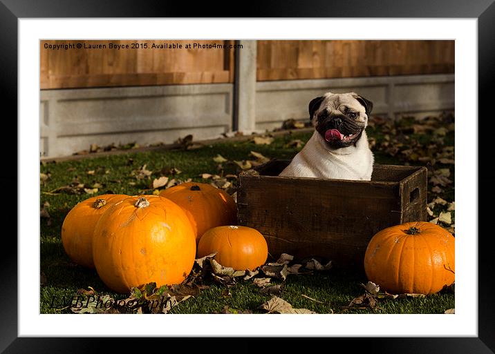  Halloween Pug Framed Mounted Print by Lauren Boyce