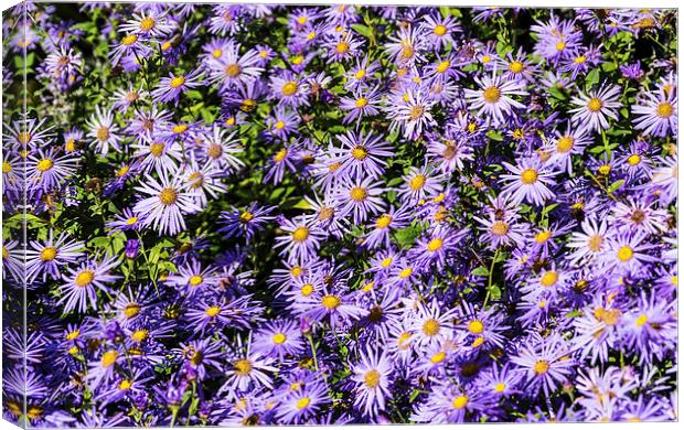 Asters Canvas Print by Steve Purnell