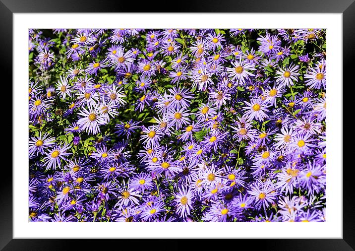 Asters Framed Mounted Print by Steve Purnell