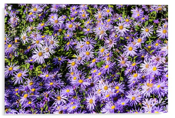 Asters Acrylic by Steve Purnell