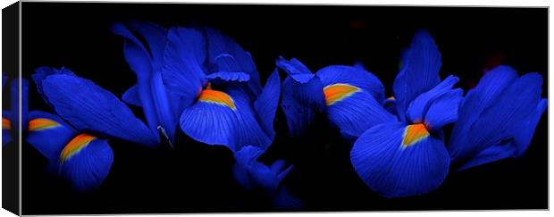 Iris Flowers coming out of the dark  Canvas Print by Sue Bottomley