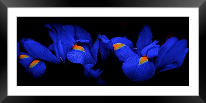 Iris Flowers coming out of the dark  Framed Mounted Print by Sue Bottomley
